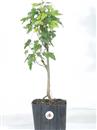<b>Acero Tridente P/B</b> Esemplare Unico cm 50-47,00 €