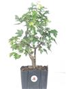<b>Acero Tridente P/B</b> Esemplare Unico cm 44-47,00 €