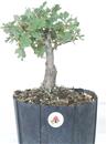 <b>Quercia P/B</b> Esemplare Unico cm 30-39,00 €