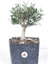 <b>Olivo P/B</b> Esemplare Unico cm 34-39,80 €