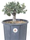<b>Quercia da Sughero P/B</b> Esemplare Unico cm 28-47,00 €