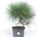 <b>Pino Nero P/B</b> Esemplare Unico cm 45-65,00 €