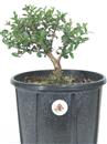 <b>Lonicera P/B</b> Esemplare Unico cm 28-29,00 €