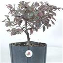 <b>Loropetalum P/B</b> Esemplare Unico cm 32-35,00 €