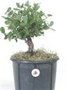 <b>Quercia da Sughero P/B</b> Esemplare Unico cm 36-39,00 €