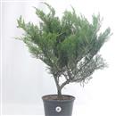 <b>Ginepro Chinensis P/B</b> Esemplare Unico cm 62-49,00 €