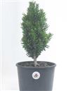 <b>Tasso P/B</b> Esemplare Unico cm 33-33,00 €
