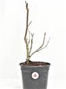 <b>Magnolia Susan P/B</b> Esemplare Unico cm 38-29,00 €