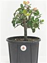 <b>Quercia Ilex (Leccio) P/B</b> Esemplare Unico cm 33-39,00 €