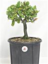 <b>Quercia Ilex (Leccio) P/B</b> Esemplare Unico cm 32-39,00 €