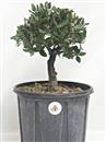 <b>Quercia da Sughero P/B</b> Esemplare Unico cm 35-49,00 €