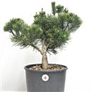 <b>Pino Mugo Laurin P/B</b> Esemplare Unico cm 47-47,00 €