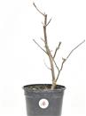 <b>Magnolia Susan P/B</b> Esemplare Unico cm 35-29,00 €