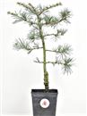 <b>Cedro del Libano Mini P/B</b> Esemplare Unico cm 40-19,90 €
