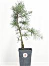 <b>Cedro del Libano Mini P/B</b> Esemplare Unico cm 39-19,90 €