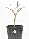 <b>Forsizia P/B</b> Esemplare Unico cm 40-39,00