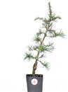 <b>Cedro del Libano Mini P/B</b> Esemplare Unico cm 42-19,90 €