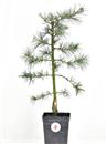 <b>Cedro del Libano Mini P/B</b> Esemplare Unico cm 44-19,90 €