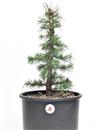 <b>Cedro del Libano P/B</b> Esemplare Unico cm 48-49,00 €