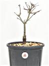 <b>Acero Deshoijo P/B</b> Esemplare Unico cm 36-65,00 €