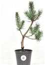 <b>Pino Silvestre P/B</b> Esemplare Unico cm 34-24,50 €