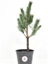 <b>Pino Silvestre P/B</b> Esemplare Unico cm 33-24,90 €