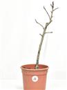 <b>Melo Everest P/B</b> Esemplare Unico cm 45-22,50 €