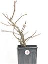 <b>Liquidambar P/B</b> Esemplare Unico cm 45-69,00 €