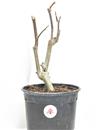 <b>Magnolia Galaxy P/B</b> Esemplare Unico cm 28-16,00 €