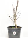 <b>Magnolia Susan P/B</b> Esemplare Unico cm 31-29,00 €