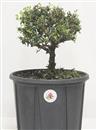 <b>Cotoneaster P/B</b> Esemplare Unico cm 29-37,00 €