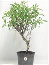 <b>Mandorlo P/B</b> Esemplare Unico cm 50-57,00 €