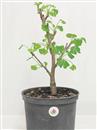 <b>Ginkgo P/B</b> Esemplare Unico cm 34-39,00 €