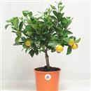 <b>Mandarino Calamondino P/B</b> Esemplare Unico cm 37-49,00 €