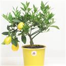 <b>Mandarino Limequat</b> Esemplare Unico cm 31-49,00 €