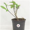 <b>Magnolia Susan P/B</b> Esemplare Unico cm 23-29,00 €
