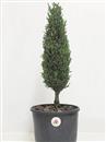 <b>Cipresso P/B</b> Esemplare Unico cm 45-37,00 €
