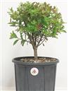 <b>Azalea P/B</b> Esemplare Unico cm 36-37,00 €