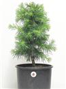 <b>Cedro del Libano P/B</b> Esemplare Unico cm 52-45,00 €