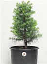 <b>Cedro del Libano P/B</b> Esemplare Unico cm 49-49,00 €