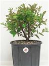 <b>Azalea P/B</b> Esemplare Unico cm 34-37,00 €