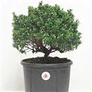 <b>Mirto P/B</b> Esemplare Unico cm 34-37,00 €
