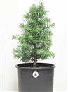 <b>Cedro del Libano P/B</b> Esemplare Unico cm 47-49,00 €