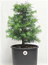 <b>Cedro del Libano P/B</b> Esemplare Unico cm 48-45,00 €