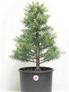 <b>Cedro del Libano P/B</b> Esemplare Unico cm 56-49,00 €