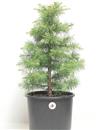 <b>Cedro del Libano P/B</b> Esemplare Unico cm 55-49,00 €