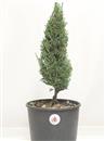 <b>Cipresso P/B</b> Esemplare Unico cm 40-29,80 €