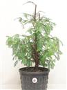 <b>Metasequoia P/B</b> Esemplare Unico cm 51-39,00 €