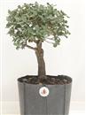 <b>Quercia da Sughero P/B</b> Esemplare Unico cm 37-39,00 €