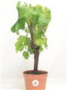 <b>Vite P/B</b> Esemplare Unico cm 36-37,00 €
